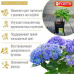 Средство для гортензий для изменения цвета BONA FORTE Радуга (100г) -2шт