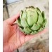 Артишок многолетний Зеленый шар, 1г (W.Legutko)