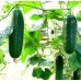 Огурец гладкоплодный Лакомка F1, 7 семян (Satimex, Германия)