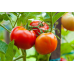 Томат низкорослый Белый налив 241, 20 семян (Селекция Молдова)