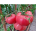 Томат розовый Дикая роза, 15 семян (селекция Россия, Ростов-на-Дону)