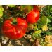 Томат белорусской селекции Лапа F1* (Институт овощеводства НАН)