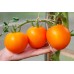 Томат белорусской селекции Оранж 1*, 20 семян (Институт овощеводства)