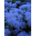 Агератум мексиканский низкорослый Голубое море 0,15г (Satimex, Германия)