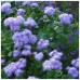 Агератум мексиканский высокорослый Голубой букет 0,15г (Satimex, Германия)