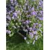 Агератум мексиканский высокорослый Голубой букет 0,15г (Satimex, Германия)