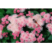 Агератум мексиканский низкорослый Розовое море 0,15г (Satimex, Германия)