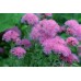 Агератум мексиканский высокорослый Розовый букет 0,15г (Satimex, Германия)