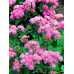 Агератум мексиканский высокорослый Розовый букет 0,15г (Satimex, Германия)