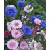 Василек высокорослый Веселый хоровод, смесь оттенков, 1г (Satimex, МССО)