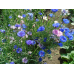 Василек низкорослый Краски лета, смесь оттенков, 1г (Satimex,МССО)