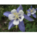 Водосбор голубой (аквилегия) Голубая звезда 0,05г (Satimex, Германия)