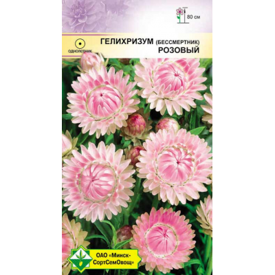 Семена гелихризума прицветкового Розовый 0.2г