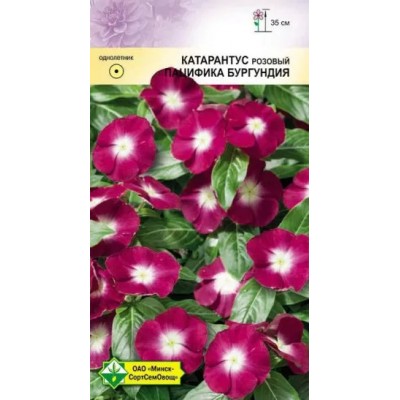 Семена катарантуса розового Пацифика Бургундия 10шт