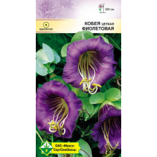 Семена кобеи цепкой Фиолетовая 5шт