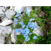 Незабудка альпийская Голубое кружево, 0.2г (Q-Agro - МинскСортСемОвощ)