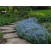 Незабудка альпийская Голубое кружево, 0.2г (Q-Agro - МинскСортСемОвощ)