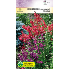 Семена пенстемона бородатого Рондо см 0.05г