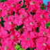 Петуния гибридная бахромчатая Афродита розовая F1, 7 гранул (Cerny Seed, Чехия)