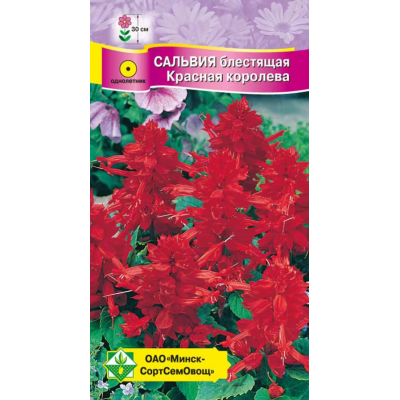 Семена сальвии блестящей Красная королева 0.1г