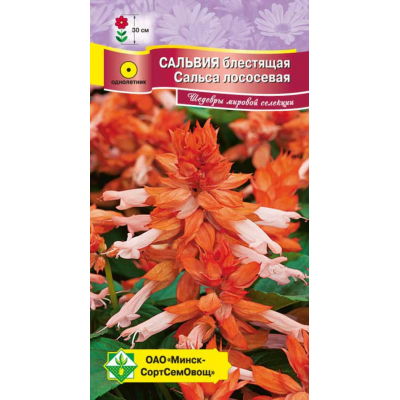 Сальвия блестящая Сальса лососевая, 10 семян (Cerny Seed, МССО)