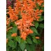 Сальвия блестящая Сальса лососевая, 10 семян (Cerny Seed, МССО)