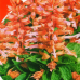 Сальвия блестящая Сальса лососевая, 10 семян (Cerny Seed, МССО)