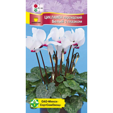 Семена Цикламен персидский Белый с глазком 4шт