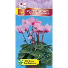 Семена цикламена персидского Розовый с глазком 4шт