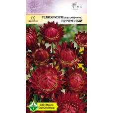 Семена гелихризума прицветкового Пурпурный 0.2г