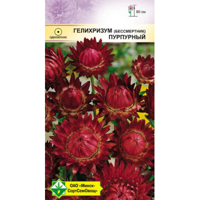 Семена гелихризума прицветкового Пурпурный 0.2г