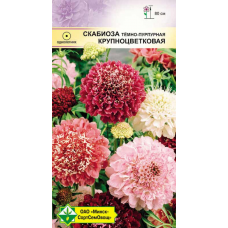 Семена Скабиоза темно-пурпурная Крупноцветковая см 0.5г