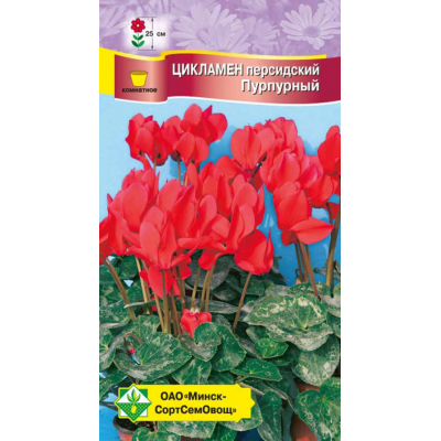 Семена Цикламен персидский Пурпурный 4шт
