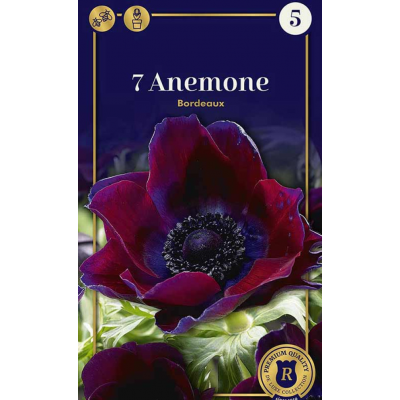 Семена Анемона Bordeaux (R. De Ree)
