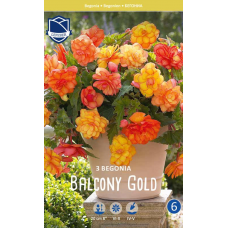 Семена Бегония Balcony Gold (Lefeber)