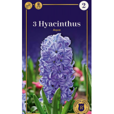 Семена Гиацинты Aqua (R. De Ree)