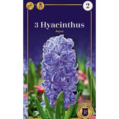 Семена Гиацинты Aqua (R. De Ree)