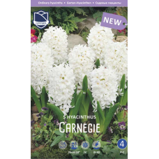 Семена Гиацинты Carnegie (Lefeber)