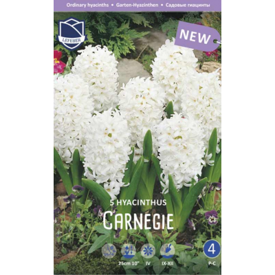 Семена Гиацинты Carnegie (Lefeber)