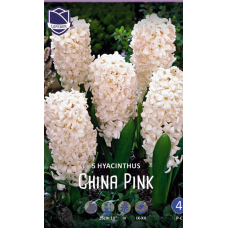Семена Гиацинты China Pink (Lefeber)