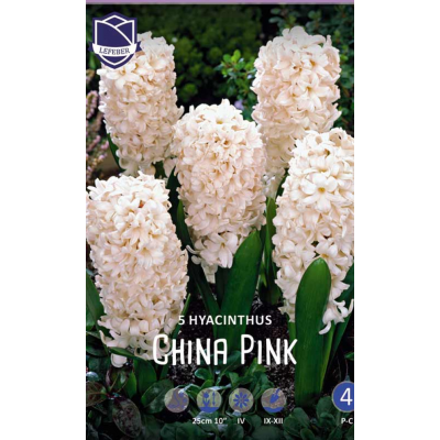 Семена Гиацинты China Pink (Lefeber)