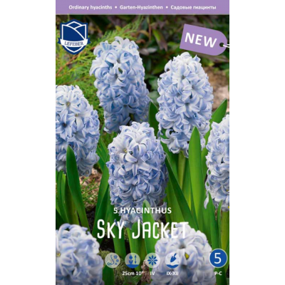 Семена Гиацинты Sky Jacket (Lefeber)