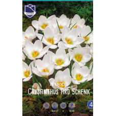Семена Крокусы chrysanthus Ard Schenk (Lefeber)