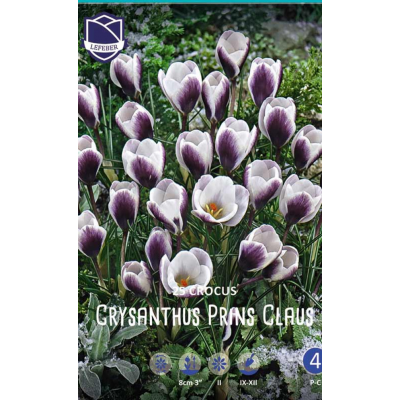 Семена Крокусы chrysanthus Prins Claus (Lefeber)