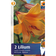 Семена Лилия African Queen (R. De Ree)