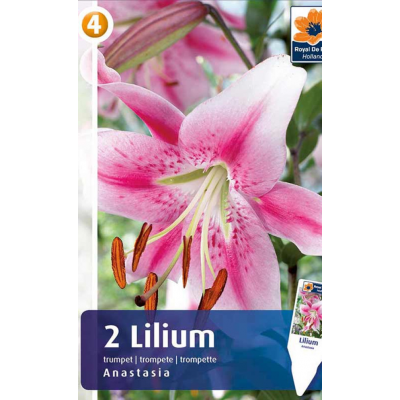Семена Лилия Anastasia (R. De Ree)