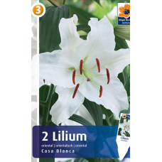 Семена Лилия Casa Blanca (R. De Ree)
