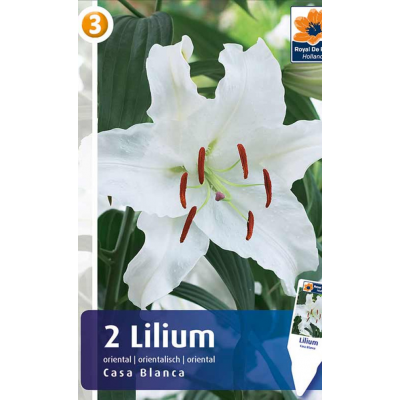 Семена Лилия Casa Blanca (R. De Ree)