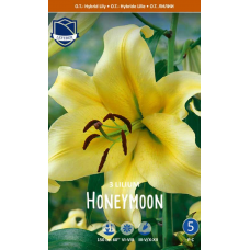 Семена Лилия O.T. Honeymoon (Lefeber)