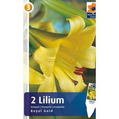Семена Лилия Royal Gold (R. De Ree)